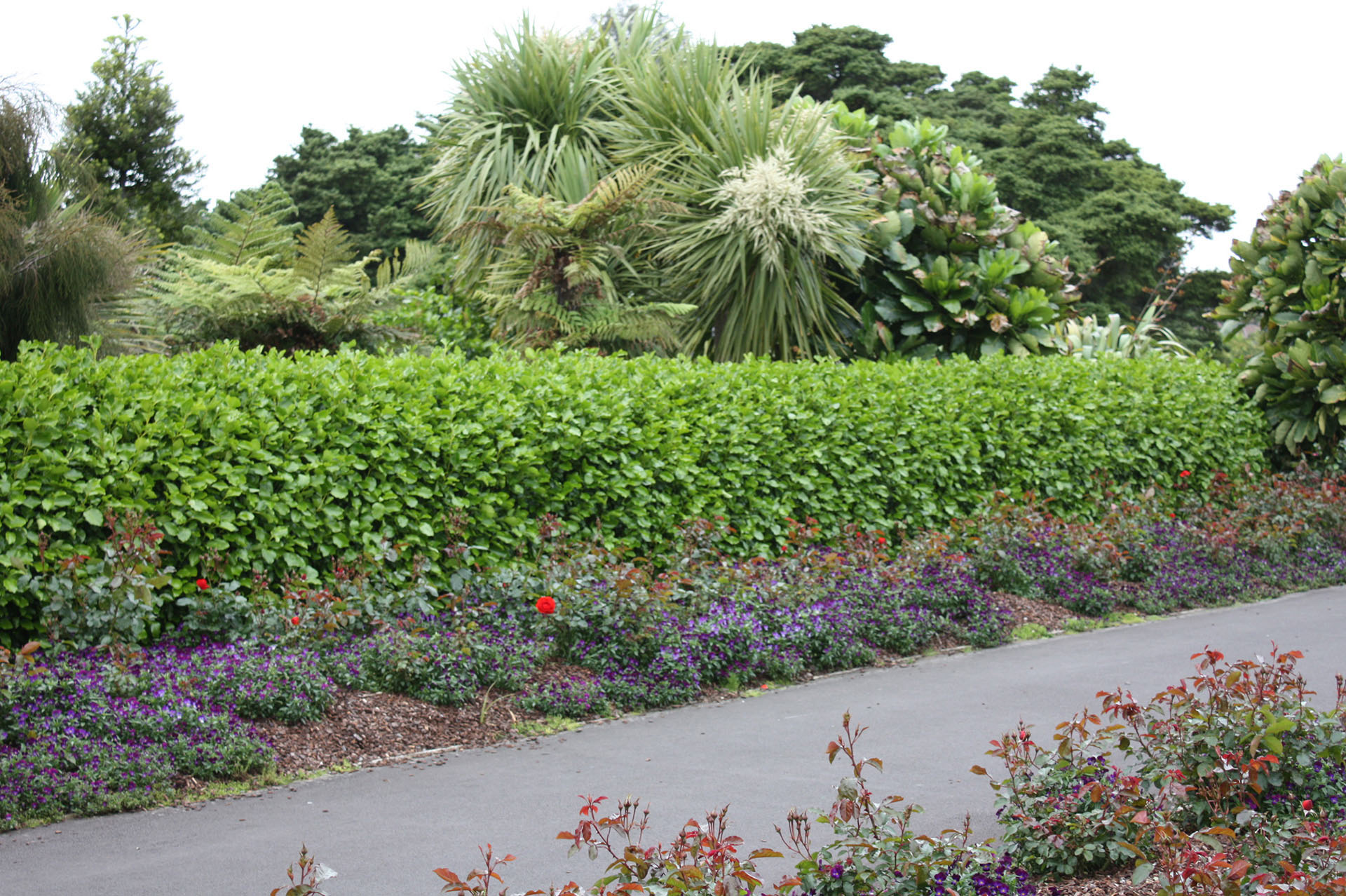 Griselinia littoralis
